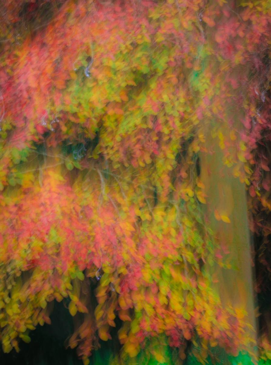 ICM Autumn Tree