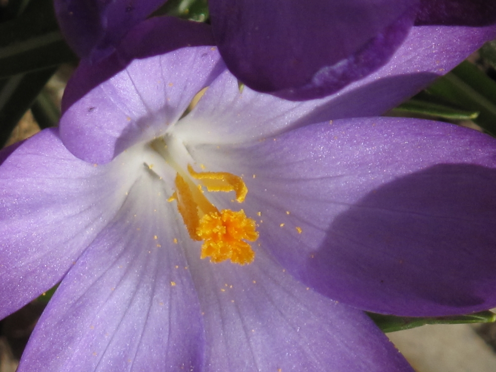 Crocus