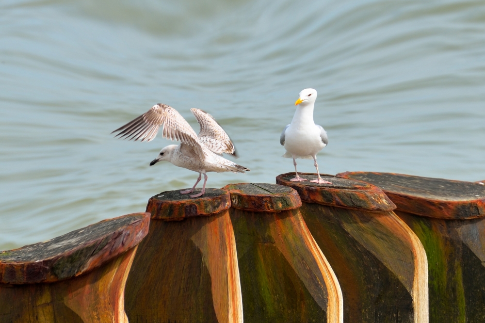 Gulls & Waves