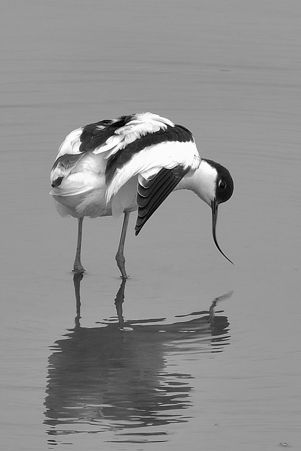 Avocet