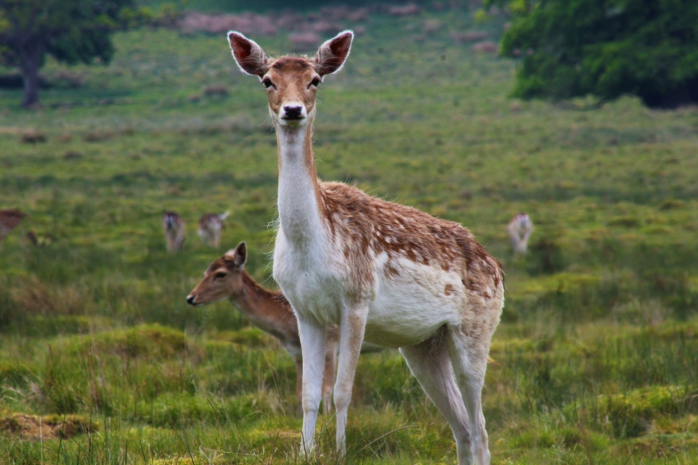 Cheeky deer