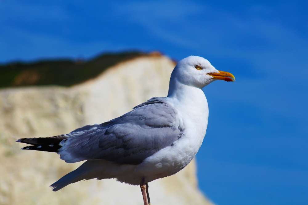 SeaFord Buddy