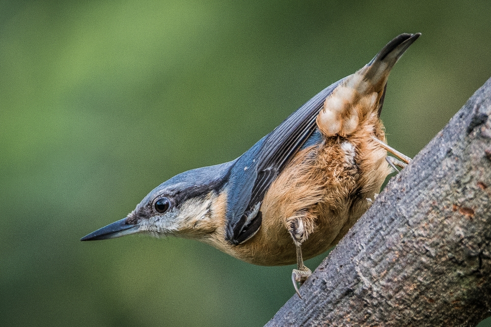 Nuthatch