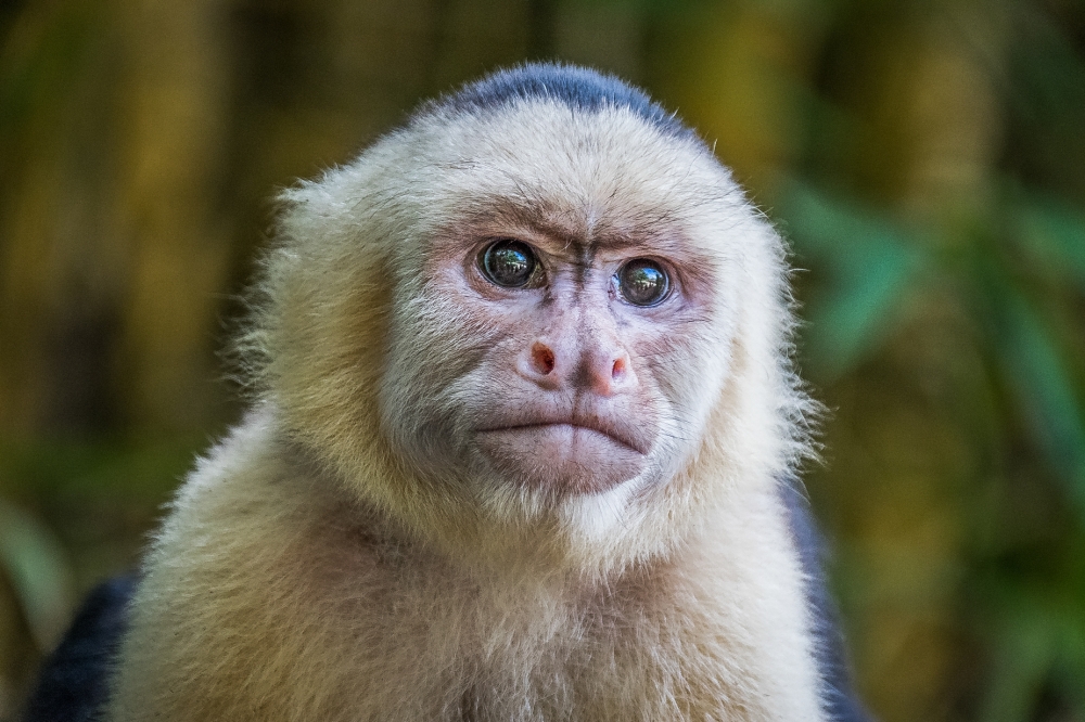 Costa Rican Capuchin