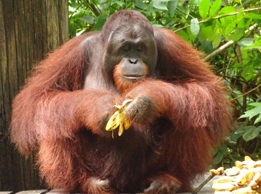 Borneo Orangutan