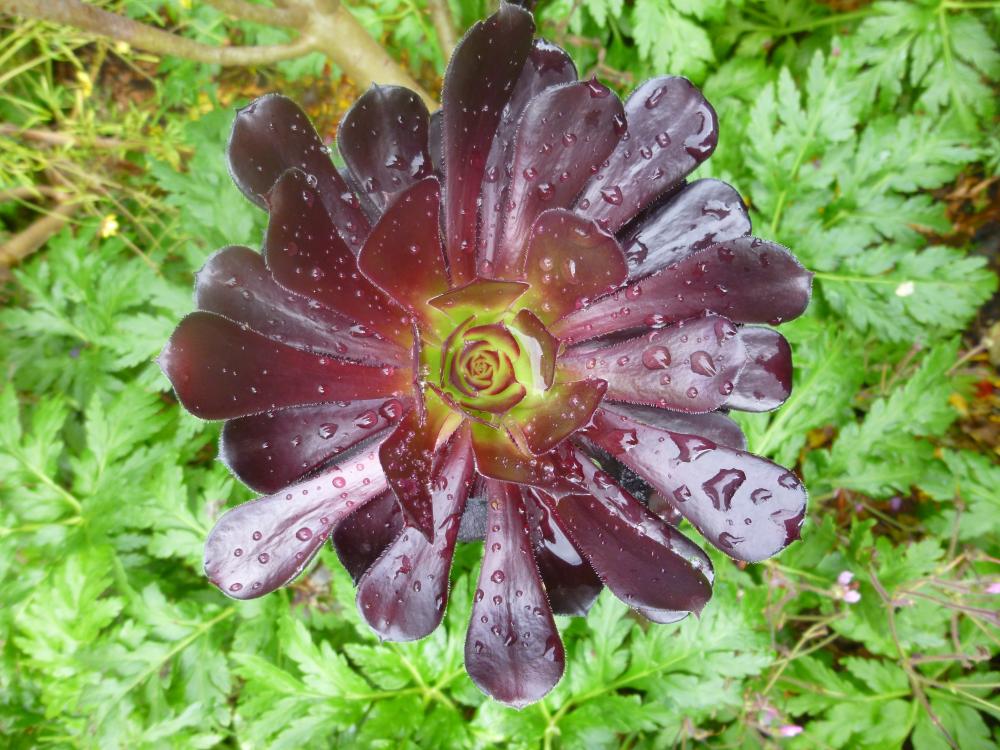 Aeonium Arboreum at Nyman's Gardens