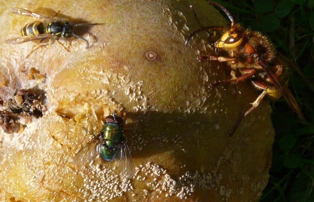 Wasp, fly and hornet eating an apple ! !