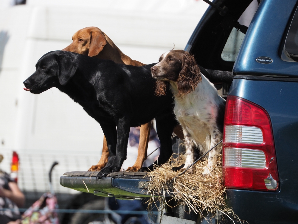 Working Dogs