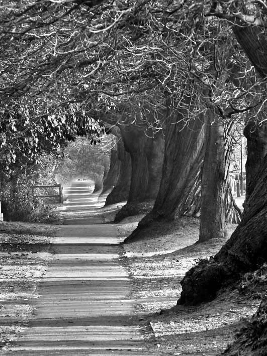 Felbridge chestnuts