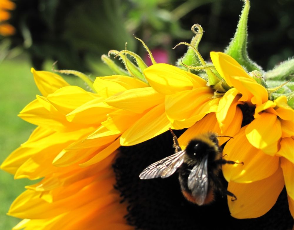 Sunflower